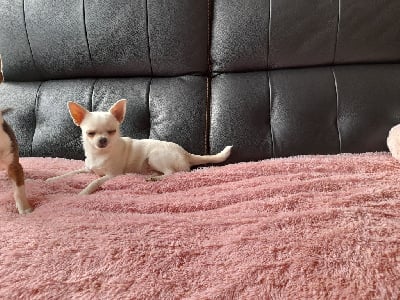 Étalon Chihuahua - Shelby Des muses du haut forez
