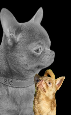 Étalon Chihuahua - Reeyou des Joyaux de Pepitaa
