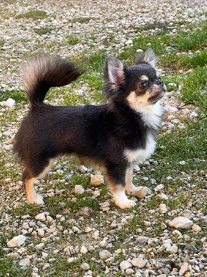 Étalon Chihuahua - Tohru honda ilharess