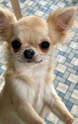 Étalon Chihuahua - Too-pence Des Petits Jedi