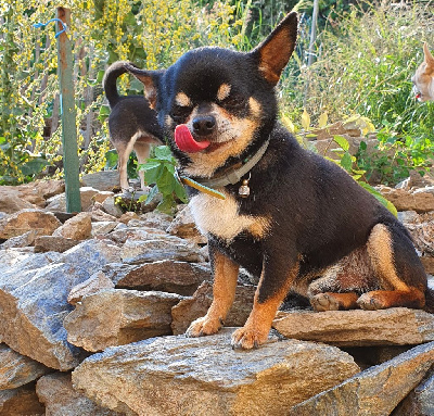 Étalon Chihuahua - Oreo Du domaine di l'Angeli