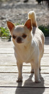Étalon Chihuahua - Rêve de perle Du Castel Des Petits Coeurs