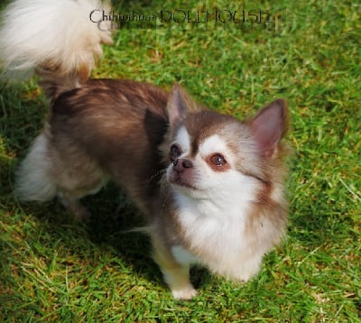 Étalon Chihuahua - Olia de la plaine du Jaelma