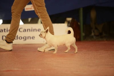 Étalon Chihuahua - Toffee forever Des Pattounes Douces