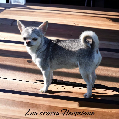 Étalon Chihuahua - Lou Crozia Rmine
