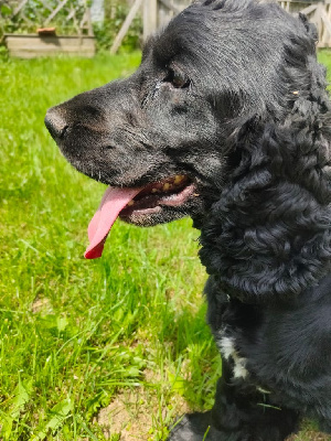 Étalon Cocker Spaniel Anglais - Sya d'un coeur vaillant de malval