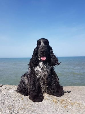 Étalon Cocker Spaniel Anglais - Sally Du Domaine De Diane