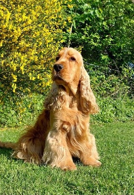 Étalon Cocker Spaniel Anglais - Petrus de kerdero