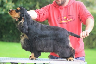 Étalon Cocker Spaniel Anglais - Tiny dancer Of Crazy Years