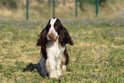 Étalon Cocker Spaniel Anglais - Tarzan De la foret des reves bleus