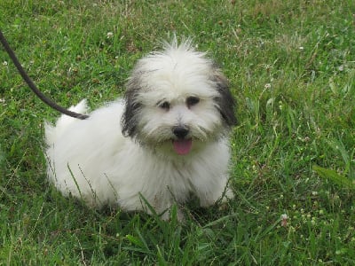 Étalon Coton de Tulear - Urania de Jerrie Black