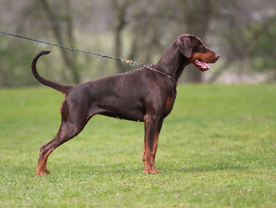 Étalon Dobermann - CH. grand mollis Lilith