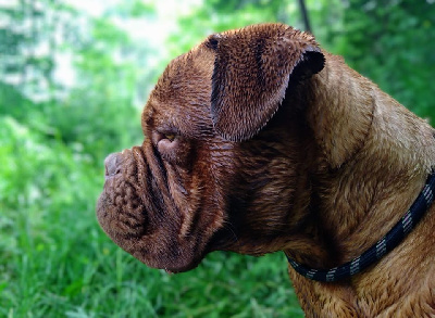 Étalon Dogue de Bordeaux - Scarlett de mont rebellis