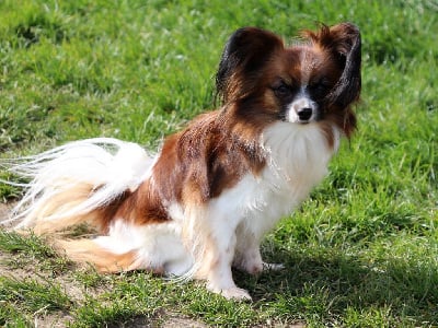 Étalon Epagneul nain Continental (Papillon) - Savane de la vallée de la Py