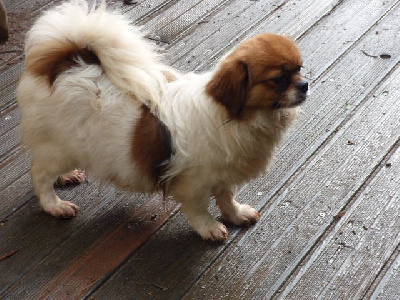 Étalon Epagneul tibetain - Sunsi Des Amis De Zoé