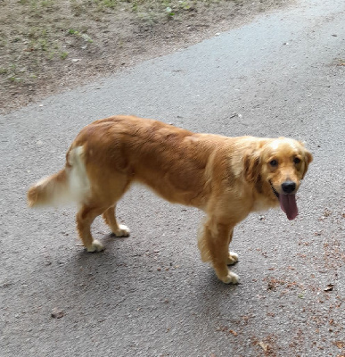 Étalon Golden Retriever - Samba D'Aspe & D'Ossau