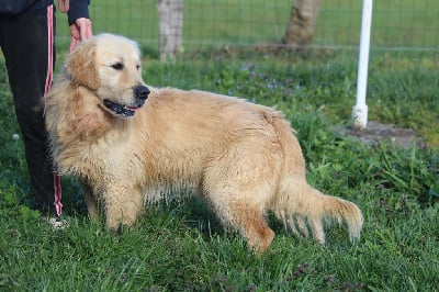 Étalon Golden Retriever - Hearunes Riptide