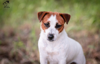 Étalon Jack Russell Terrier - Real worl edition Du Mas Ensoleillé
