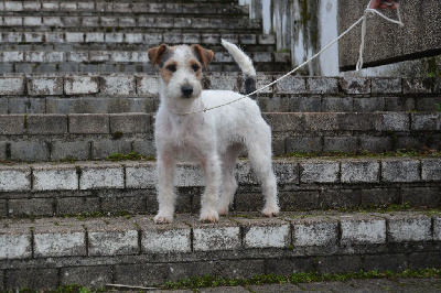 Étalon Jack Russell Terrier - Roxy des Légendes de Tina