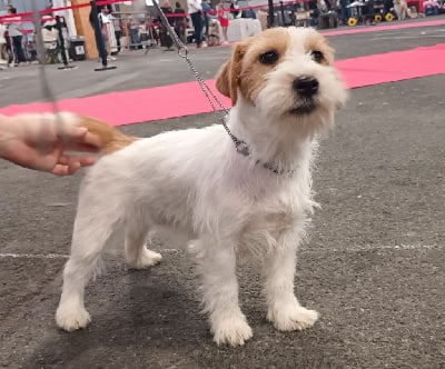 Étalon Jack Russell Terrier - Scybelle de la bergerie de morgane