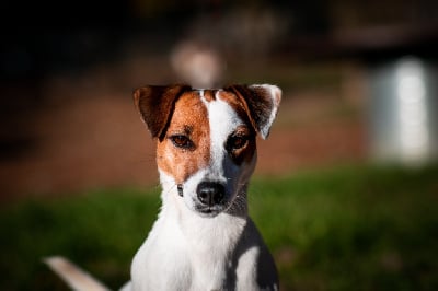 Étalon Jack Russell Terrier - Pooky Du Mont Des Sapins Blancs