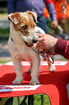 Étalon Jack Russell Terrier - Swann des Hauts-Marizys