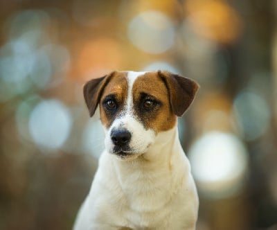 Étalon Jack Russell Terrier - Reaching for the moon Du Bois De Capsil