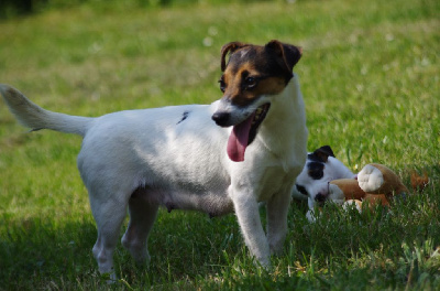 Étalon Jack Russell Terrier - Sweety a l'ouest des prés de l'abby