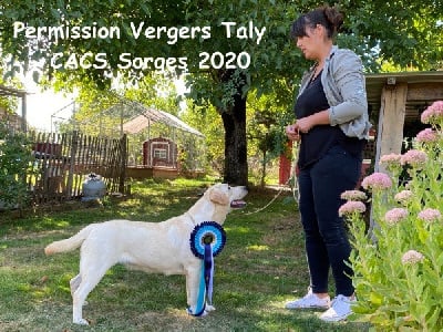 Étalon Labrador Retriever - Permission des Vergers de Taly