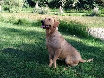 Étalon Labrador Retriever - Sologne Hunters's Mox