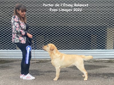 Étalon Labrador Retriever - Porter De l'etang du balancet