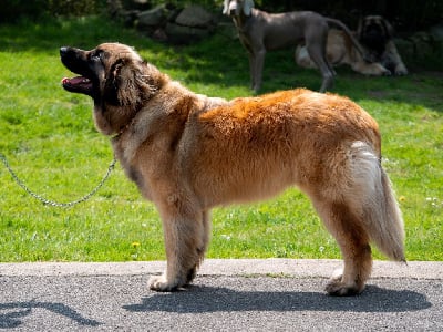 Étalon Leonberger - Raven de la légende du roi urien