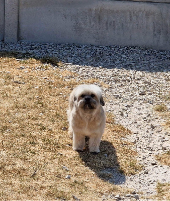 Étalon Lhassa Apso - Rumba de Jerrie Black