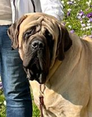 Étalon Mastiff - Ti amo william von der Villa Graf