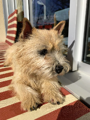 Étalon Norwich Terrier - Sagamook Du Bocage Des Soeurs