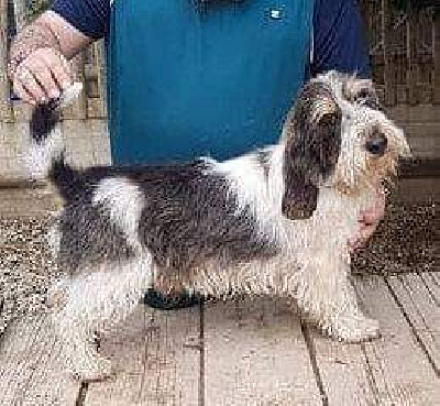 Étalon Petit Basset griffon vendeen - Nuinn Des Terres Du Templier