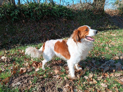 Étalon Petit chien hollandais de chasse au gibier d'eau - Déclic Simmel