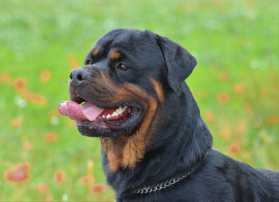 Étalon Rottweiler - Scar Breeder Of Big Dog
