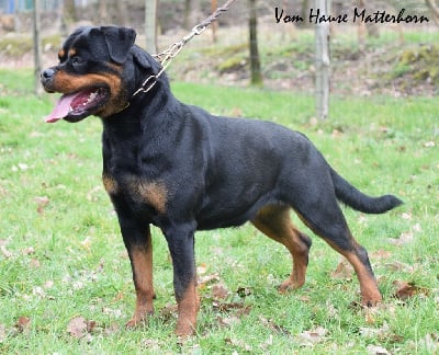 Étalon Rottweiler - Paloma Von der crossener ranch