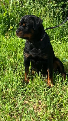 Étalon Rottweiler - Robine Du Jardin De Balata