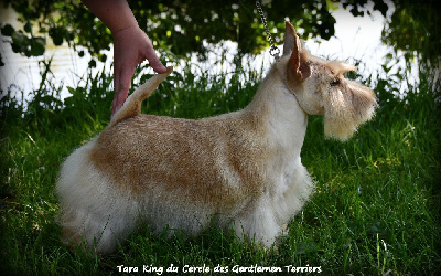 Étalon Scottish Terrier - Tara king du cercle des gentlemen terriers