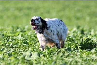 Étalon Setter Anglais - Mustang De la Plume Du Pévéle.