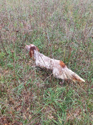 Étalon Setter Anglais - Soly Du Grand Arriou