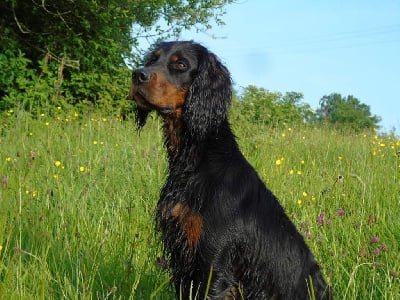 Étalon Setter Gordon - Thelma Du Domaine De Phoebapooros