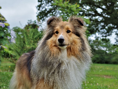 Étalon Shetland Sheepdog - Sundae creamy caramel des lutins de Cassiopée