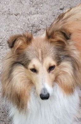 Étalon Shetland Sheepdog - Summertime de moorstile