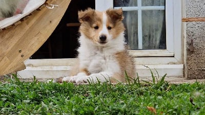 Étalon Shetland Sheepdog - Unick De la vallée des noyeres