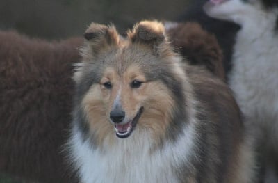 Étalon Shetland Sheepdog - Rien que du bonheur saëlle des Romarins de Mayerling