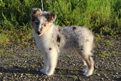 Étalon Shetland Sheepdog - Un coup-de-foudre pour uzi Des Truffes De L'Ouest