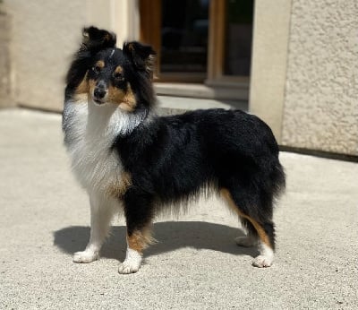 Étalon Shetland Sheepdog - Teeny dream Des Shelties Des Hameaux